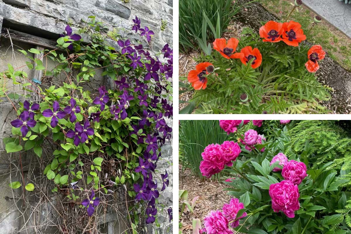 three types of flowers