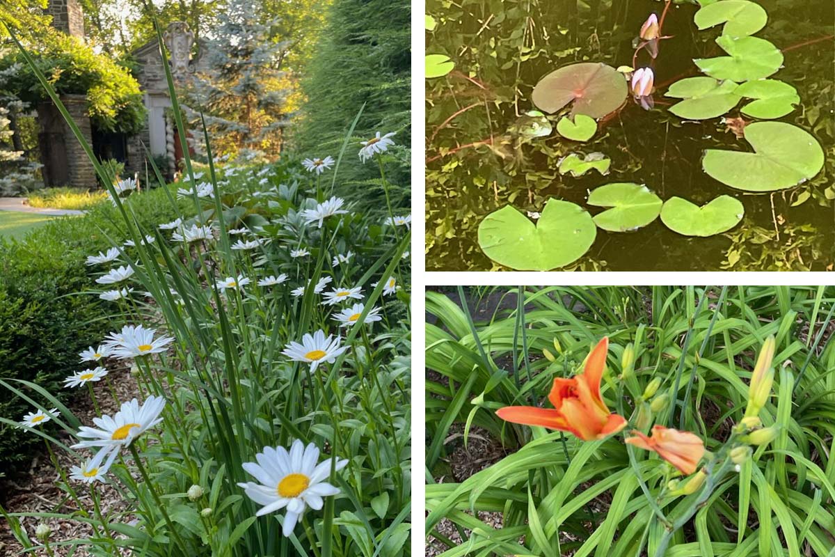 lily, lily pad, daisy