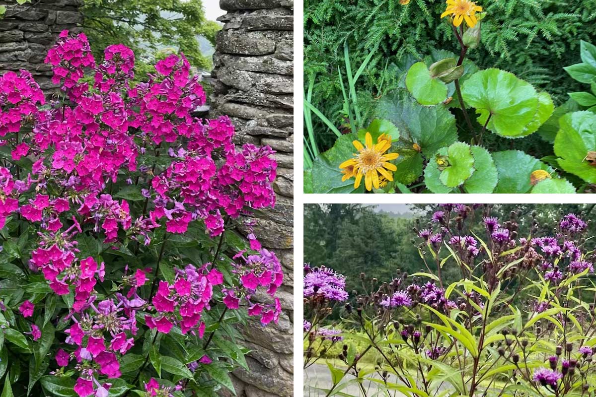 Bloom in August