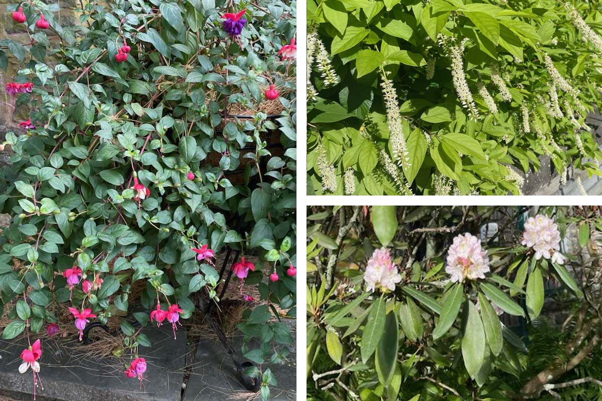 Virginia Sweetspire, Rhododendron, and Fuchsia