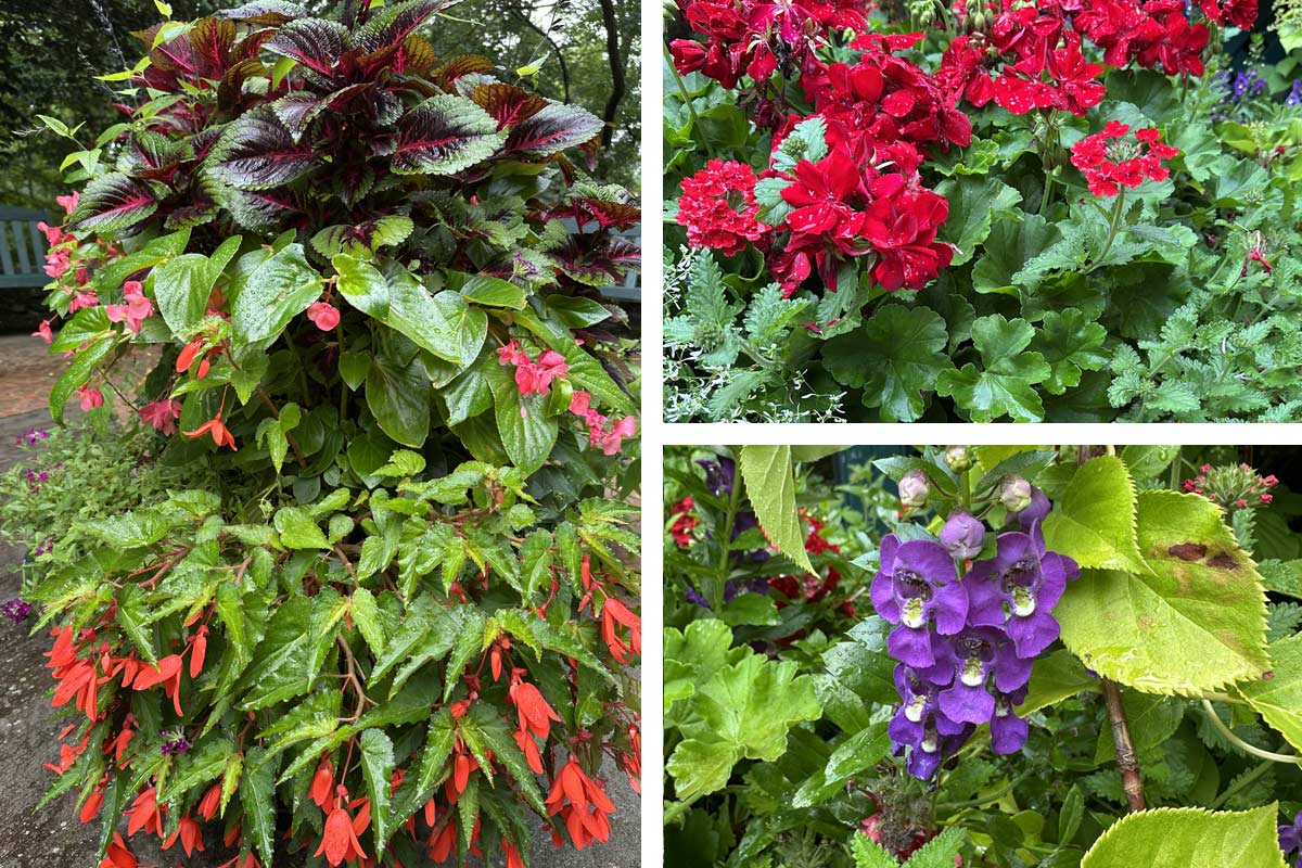 annual flowers planted at Grey Towers