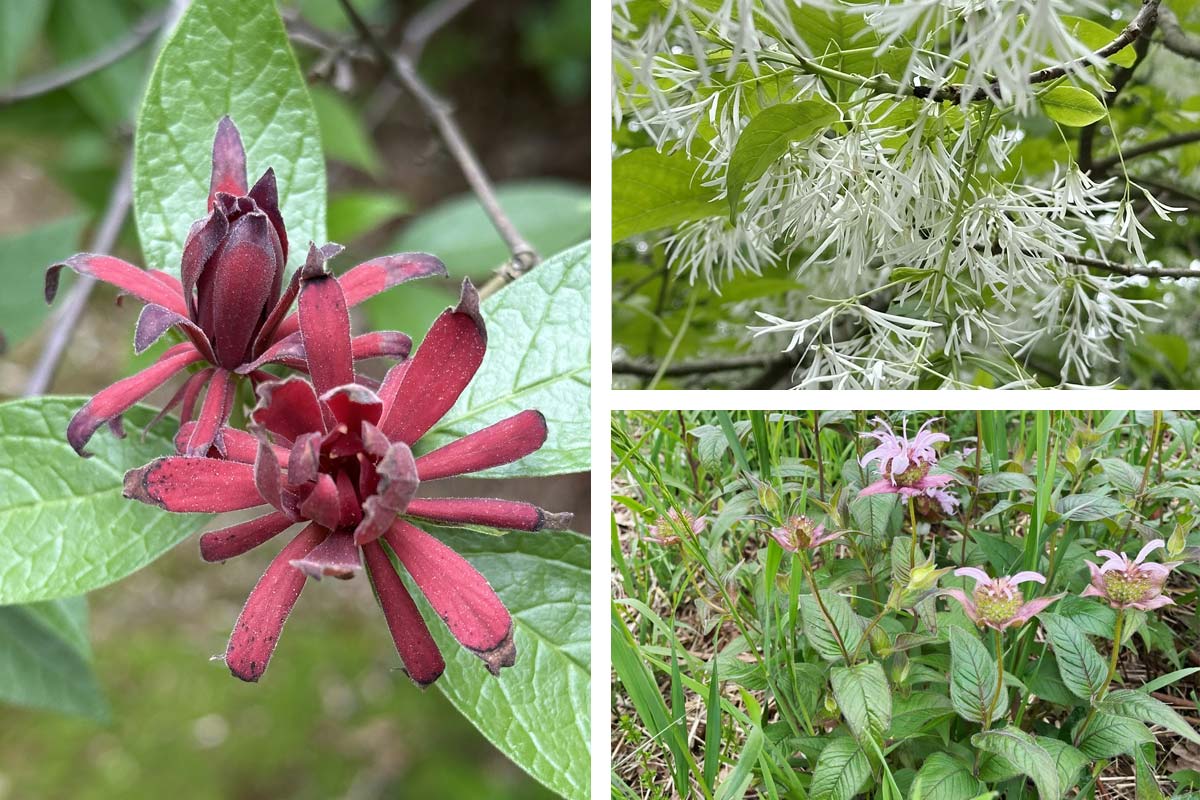 Bee Balm, Fridge Tree, and Carolina All Spice