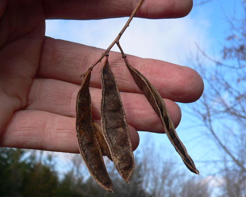 Winter Seed pods