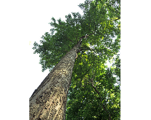 Red Maple Tree - Summer dendro.cnre.vt.edu