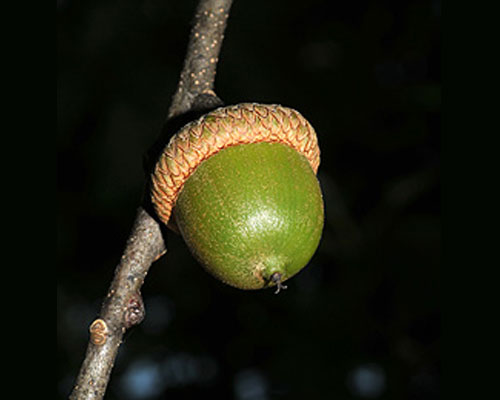 Fruit/Nut