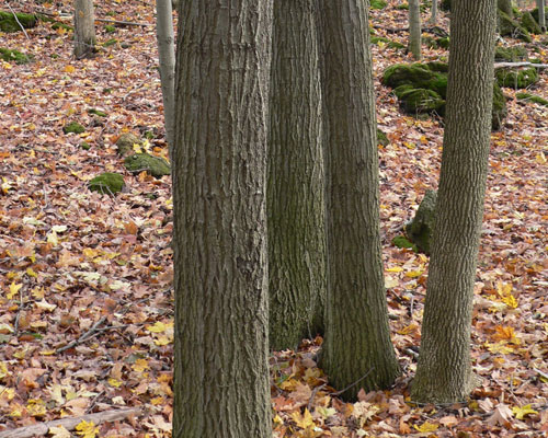 Middle Age Tree Bark