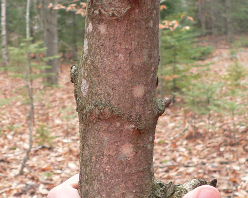 young bark