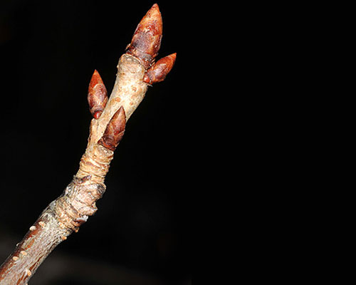 Winter Twig with Bud