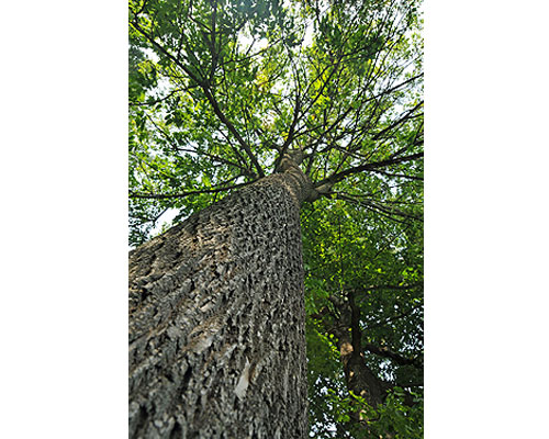 Bark & Tree