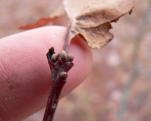 Winter Twig Bud & Leaf